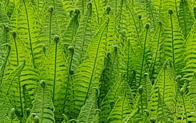 Testimonial — Viola V.