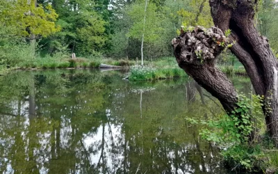 Testimonial — Anja S.